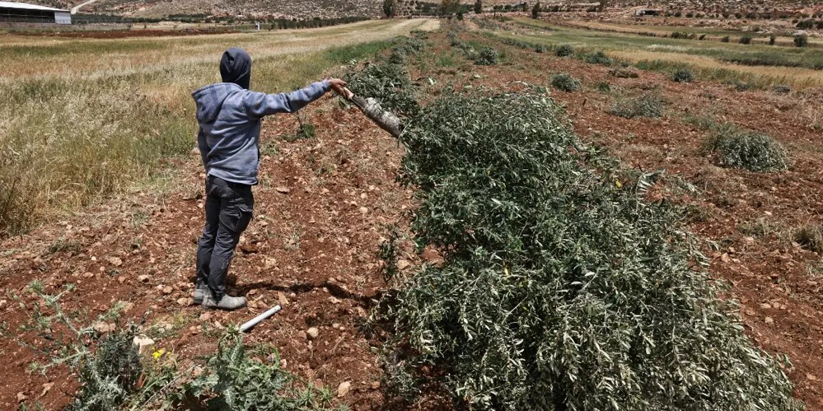 İsrailli yerleşimciler Batı Şeria’da zeytin ağaçlarını kesti