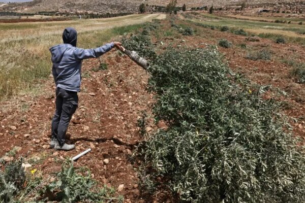 İsrailli yerleşimciler Batı Şeria’da zeytin ağaçlarını kesti