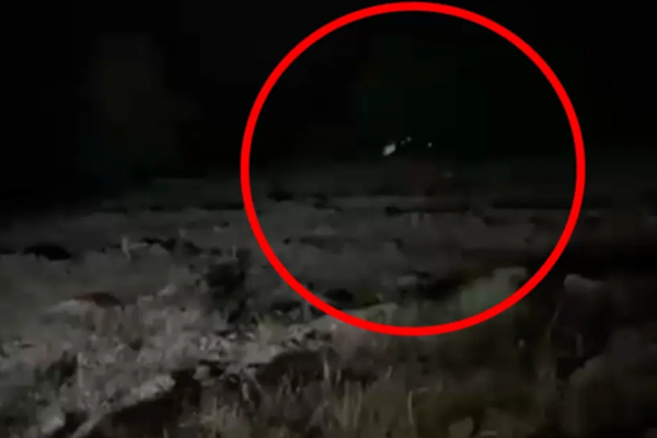 Hafif ticari araç uçuruma yuvarlandı. 4 kişi öldü, 5 yaralı var